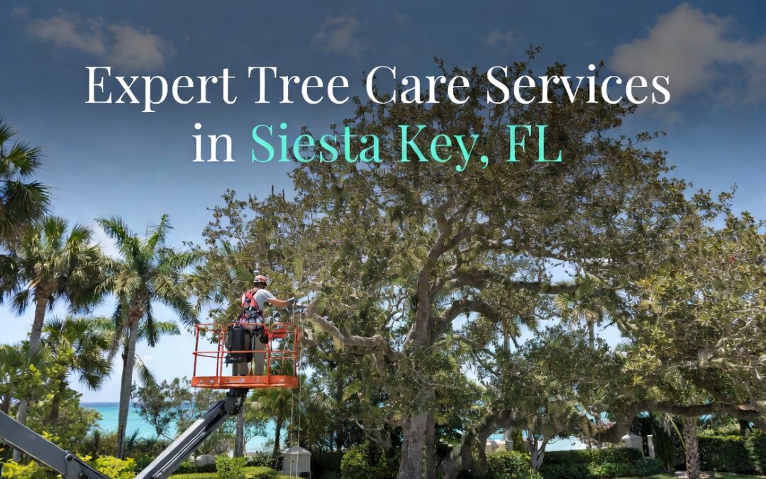 Expert Tree Care Services in Siesta Key, FL: Professional, Safe & Reliable