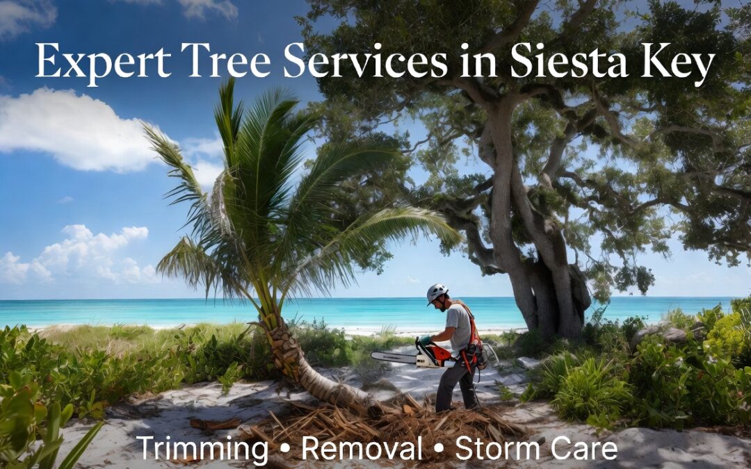 Expert Tree Services in Siesta Key: Keep Your Trees Healthy, Safe, and Beautiful Year-Round