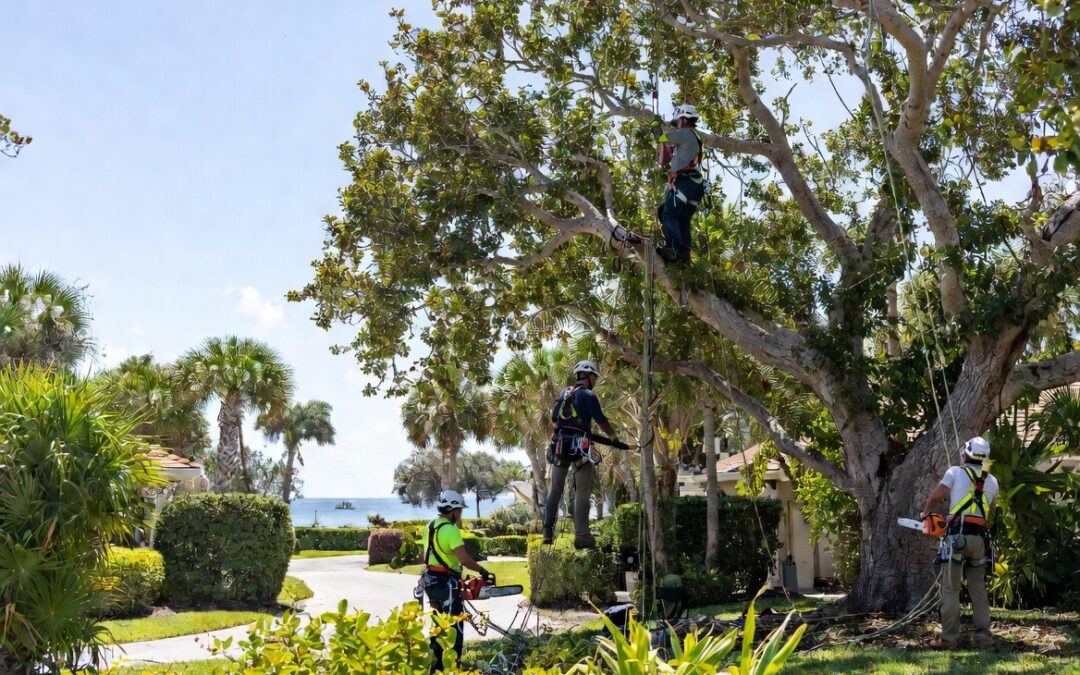 Expert Tree Care in Siesta Key: Professional Trimming, Removal & Storm Cleanup Services